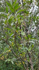 Salix gmelinii