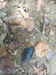 Lucanus cervus