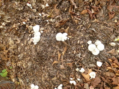 Leucocoprinus cepistipes