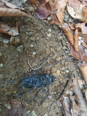 Lucanus cervus