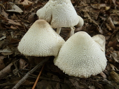 Leucocoprinus cepistipes