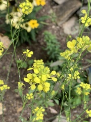 Rhamphospermum nigrum