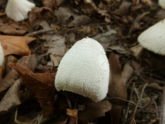 Leucocoprinus cepistipes