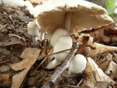 Leucocoprinus cepistipes