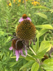 Echinacea