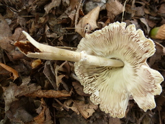 Leucocoprinus cepistipes