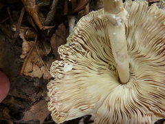 Leucocoprinus cepistipes