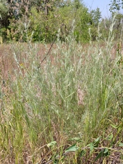 Artemisia marschalliana