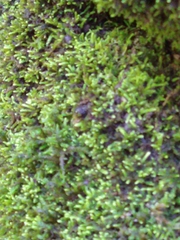 Claopodium rostratum