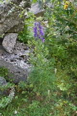 Aconitum angustifolium