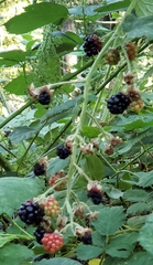 Rubus ursinus