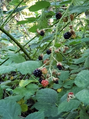 Rubus ursinus