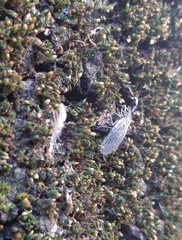 Raphidiinae