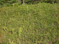 Maianthemum stellatum