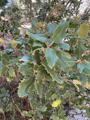 Quercus chrysolepis