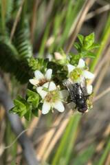 Diosma oppositifolia