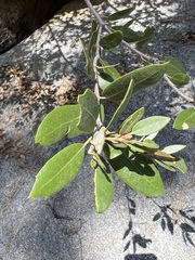 Quercus peninsularis