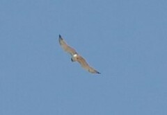 Circaetus gallicus