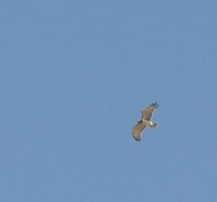 Circaetus gallicus