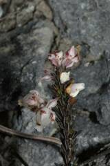 Erica calcareophila