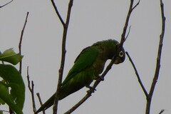 Eupsittula nana