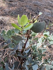 Arctostaphylos peninsularis