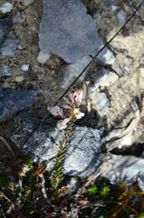 Erica calcareophila