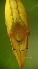 Arachnura