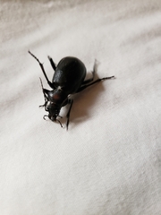 Calosoma peregrinator