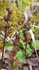 Pyrola minor
