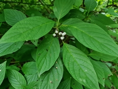 Cornus alba