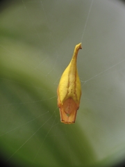 Arachnura