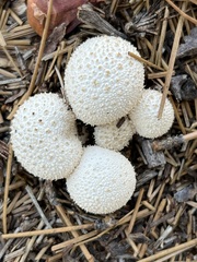 Lycoperdon marginatum