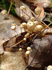 Marasmius capillaris