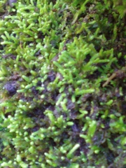 Claopodium rostratum