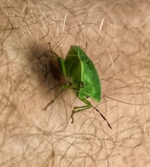Nezara viridula