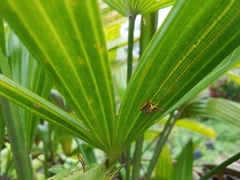 Elymnias hypermnestra