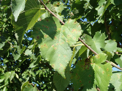 Neophloeospora maculans