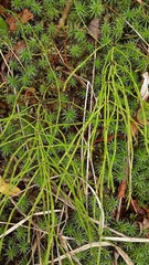 Equisetum arvense