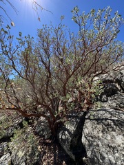 Arctostaphylos peninsularis