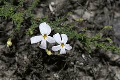 Jamesbrittenia calciphila