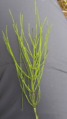 Equisetum arvense