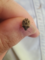 Sphyrocoris obliquus