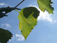 Neophloeospora maculans