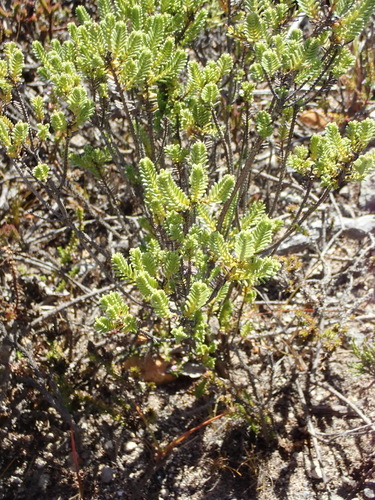 Image of Oedera uniflora by (c) Nicola van Berkel, some rights reserved (CC BY-SA)