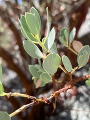 Arctostaphylos peninsularis