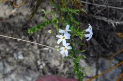 Jamesbrittenia calciphila