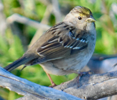 Zonotrichia atricapilla