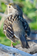 Zonotrichia atricapilla