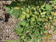 Koelreuteria paniculata